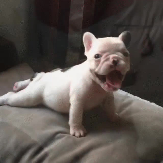 perros,fotografíados,modelo