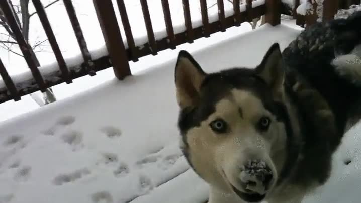 perro,nieve,ba&ntilde;o.paseo