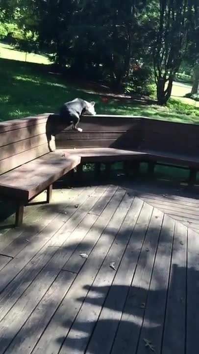 perro,pelota,salto,fail,ca&iacute;da
