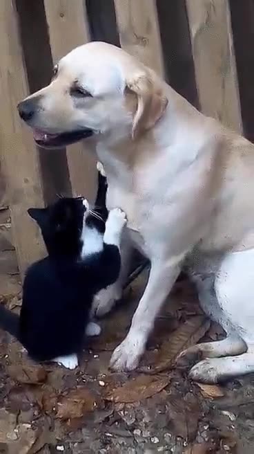 gato,perro,coraz&oacute;n,latidos