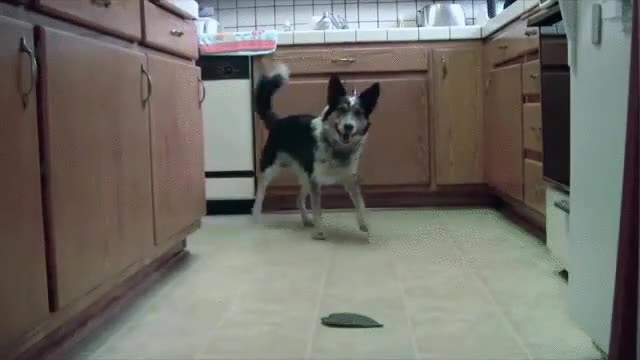 perro,gif,rev&eacute;s,locuras