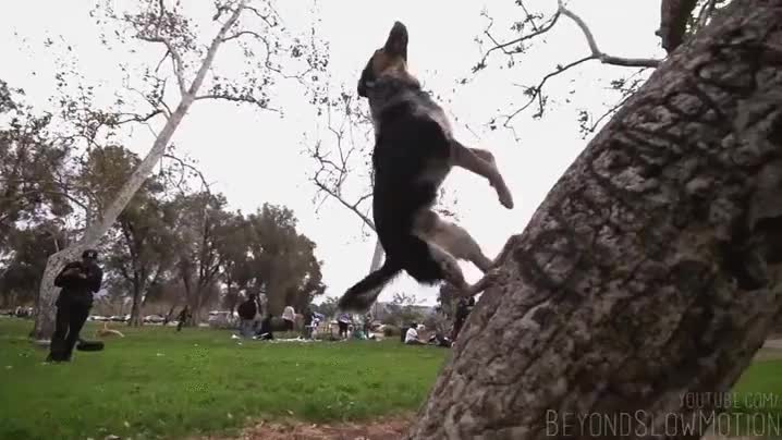 perro,entreno,saltos,parkour,parque