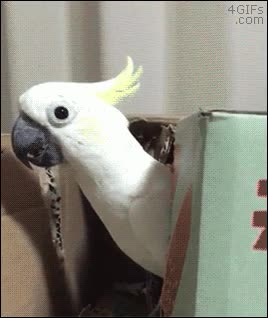 paquete,ansias,pedir,internet,loro