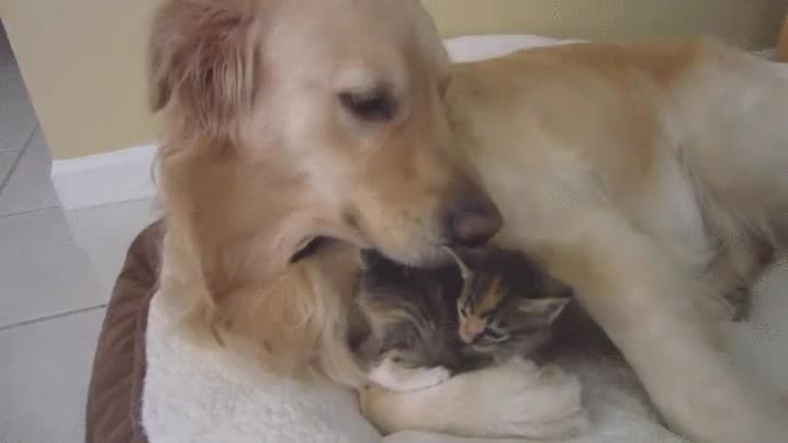 perro,gato,amigos,lametazos,amor