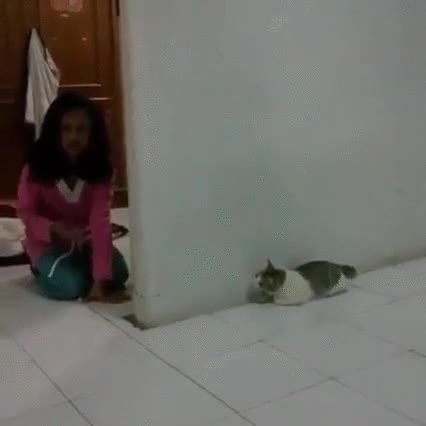 gato,caza,salto,susto