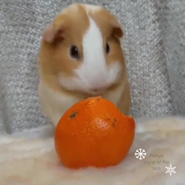 comer,mandarina,adorable