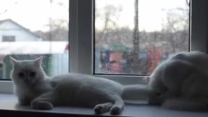 gato,ventana,molestar,pelea,caf&eacute;