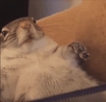 rascar,punto exacto,peine,gustazo