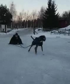 perro,nieve,tirar,listo