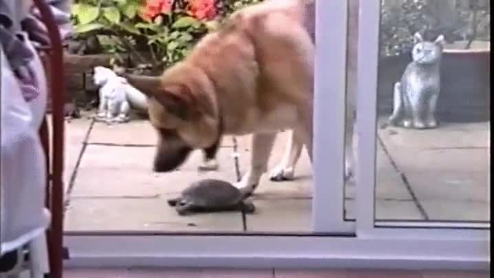 perro,tortuga,echando una mano,buen rollo