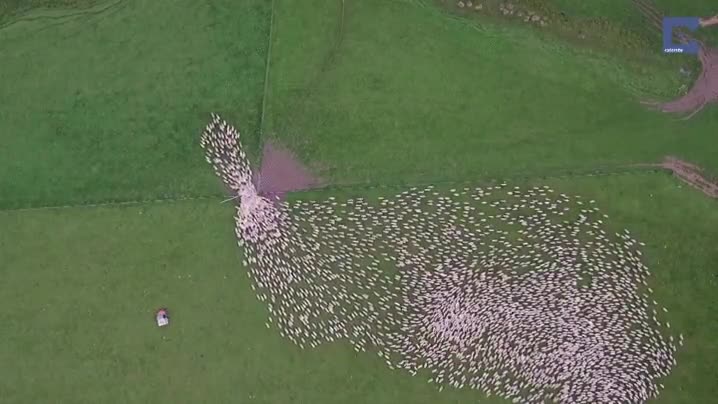 ovejas,orden,empujar