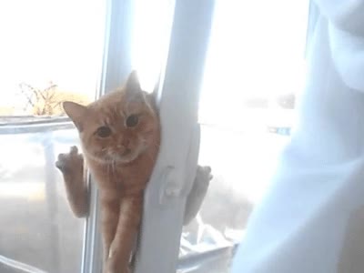 r&aacute;pido,gato,reirte,s&aacute;vamae,humano