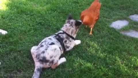 perro,toby,susto,gallina,salto