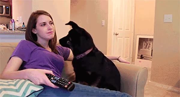 Laina,ganas,mimos,perro,tortazo