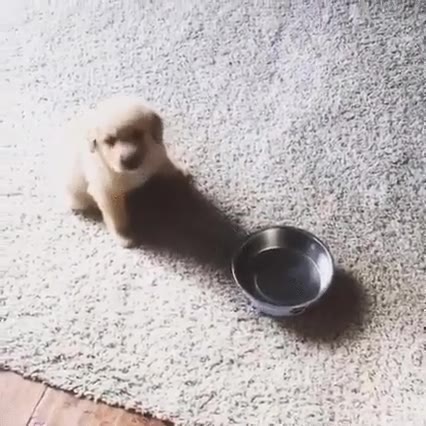 perro,cachorro,plato,comer,entender