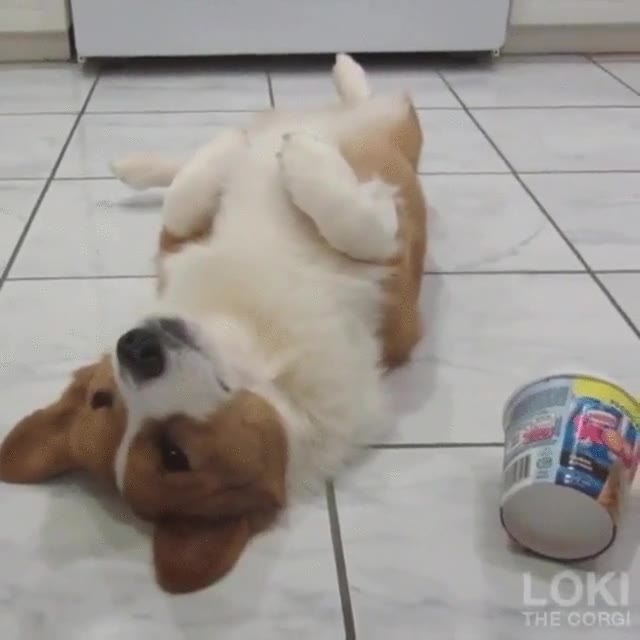 perros,deprimen,romper,parejas,helado,mantam peli