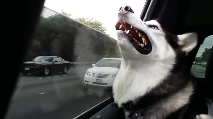 perro,ventana,viento,cara,maestro