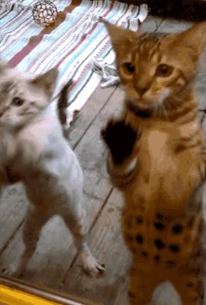 gato,gatos,cristal,arañar,aprendiz