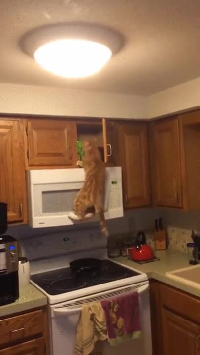 gato,habilidad,armario,ladr&oacute;n