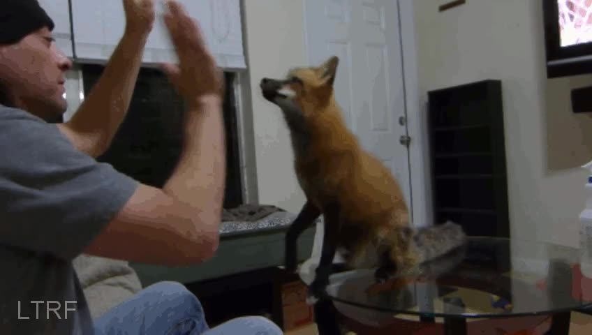 zorro,trucos,patita,premio