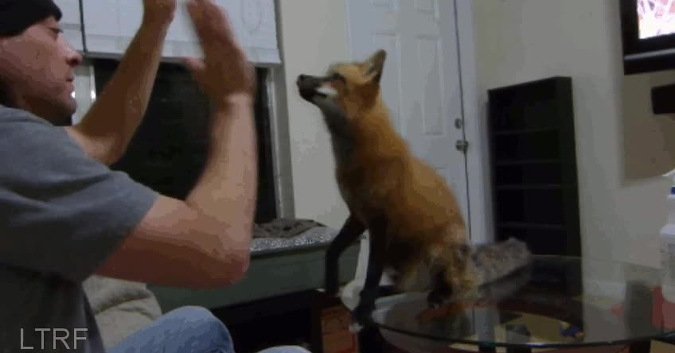 ¡Vaya GIF! / ¿Quién dijo que los zorros no pueden aprender trucos? ¡Vaya GIF! / ¿Quién dijo que los zorros no pueden aprender trucos?
