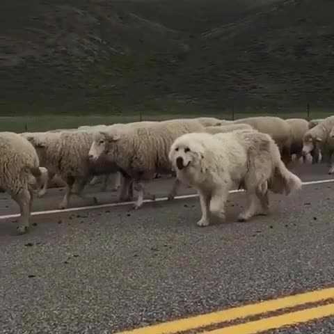 Día 16, todavía no sospechan nada. La misión está siendo un éxito perro,ovejas,camuflaje,éxito