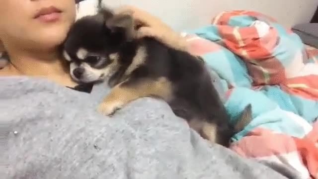 perro,mimos,chica,caricias