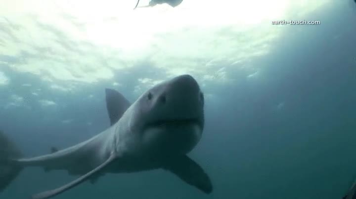 c&aacute;mara,agua,tibur&oacute;n,peligro,curro