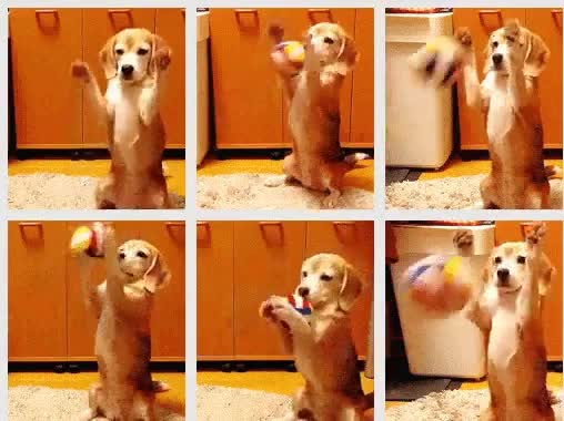 perfecci&oacute;n,practicar,perro,lanzar,pelota