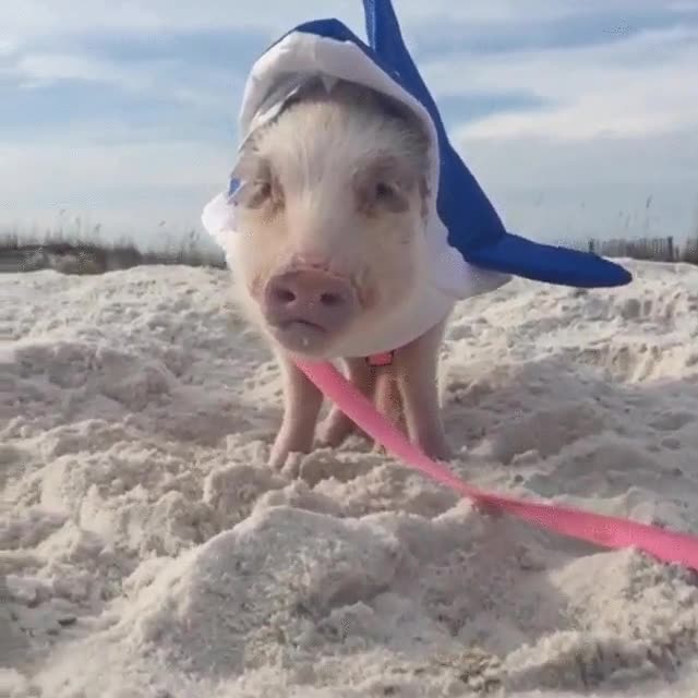 salvad,mujeres,ni&ntilde;os,cerdo,playa,tibur&oacute;n