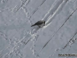 pajaro,tobogan,solo,a su aire