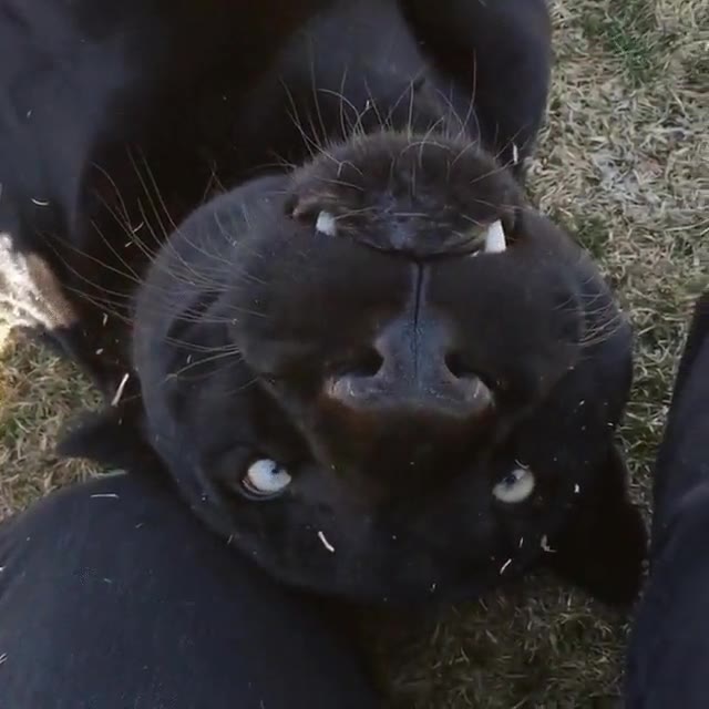 pantera,mano,dedo,jugar,morder