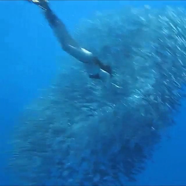 nadando,banco de peces,chica,agua,peces,nadar