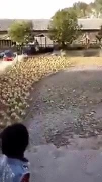 Enlace a Cuidado, se están organizando y han formado un ejército. El fin está cerca