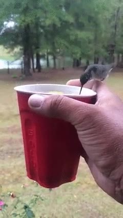 botell&oacute;n,colegas,parque,p&aacute;jaros