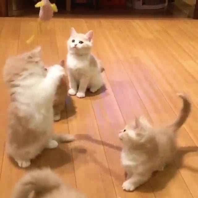 adorable,gatos,rat&oacute;n,atrapar