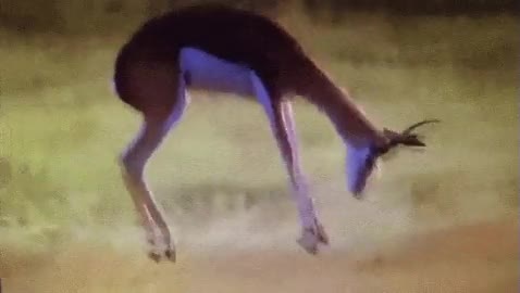 correr,forma,estilo,saltitos