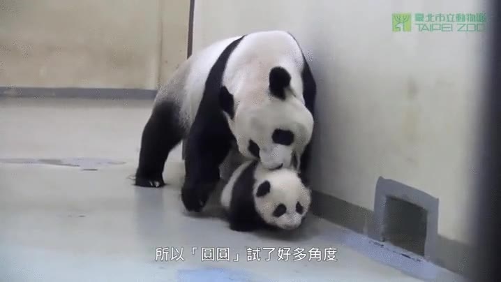 chaval,hora,dormir,cama,panda