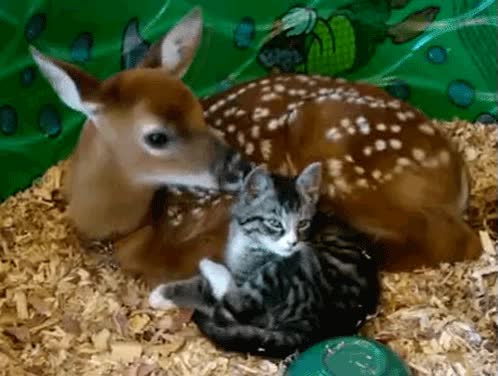 historia,bambi,gato,lamer,diferente
