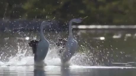 Enlace a Ahora entiendo el ruido de los vecinos de arriba los domingos por la mañana