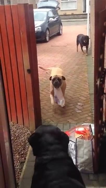 adorables,cosas,perros,compra