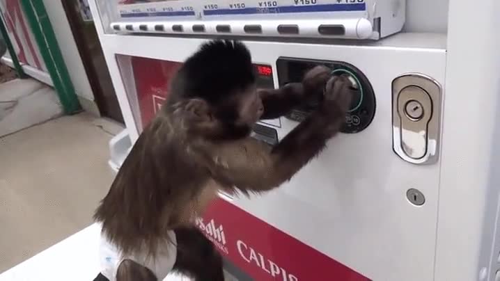 gracioso,mono,comprar,bebida