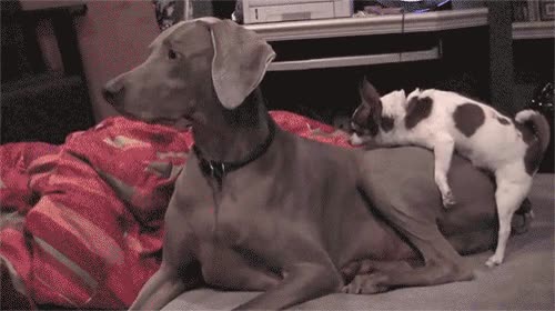 vuelve,perro,salido,crecer