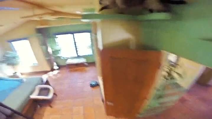 casa,perfecta,gato,techo,jugar