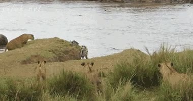 zebra,caminando,ex,miedo