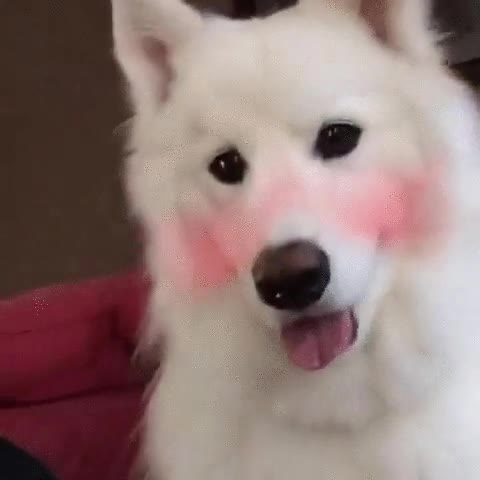 snapchat,perro,risas,arcoriris