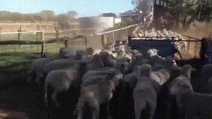 perro,ovejas,por encima,saltos,locura