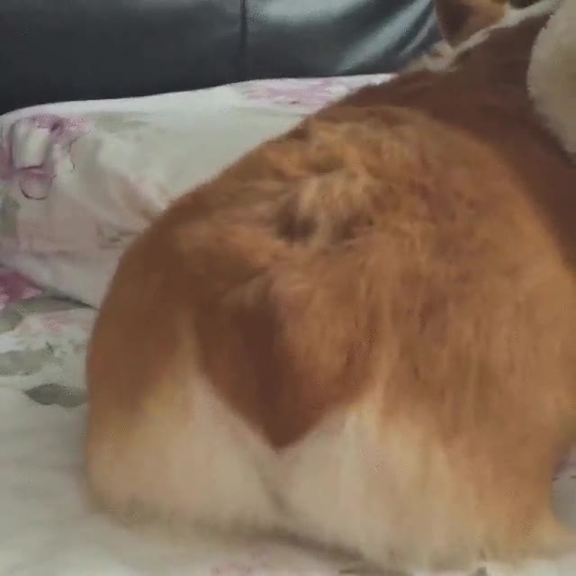 perro,tocar,molestar,asuntos