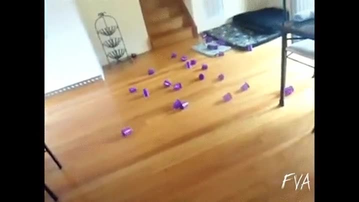 bolos,gato,puntero,laser