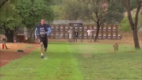 corredor,profesional. carrera,leopardo